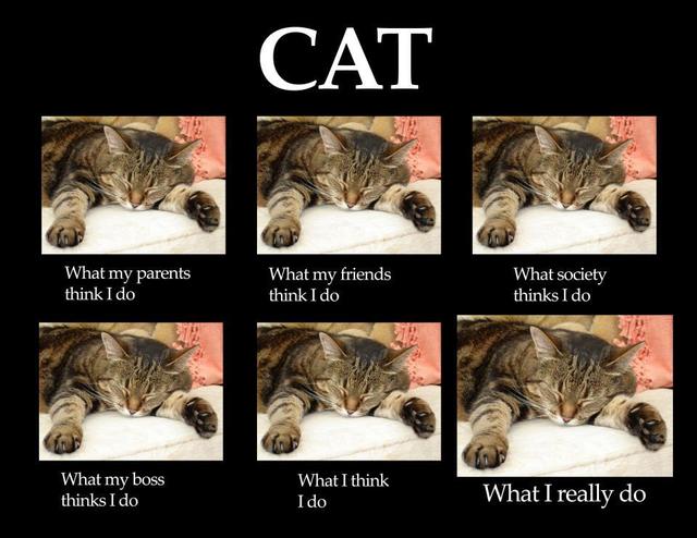 What Cats Do