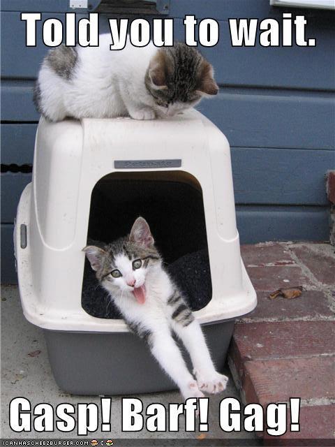 Wait Before Entering the Litter Box