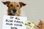 If All Else Fails Hug Your Dog or Kitty