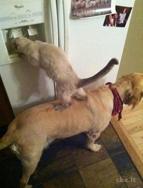 Dog & Cat Teamwork