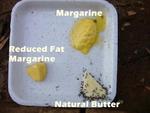 Butter vs. Margarine -- Ants Can Believe It!