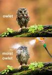 Owlet ... Moist Owlet